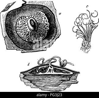 . Comparative morphology and biology of the fungi, mycetozoa and bacteria . Plant morphology; Fungi; Myxomycetes; Bacteriology. CHAPTER V.âCOMPARATIVE REVIEW.âASCOMYCETES. 241 of the jelly, and which must necessarily be communicated to such small and light bodies. With these characteristics the spermatia cannot be certainly distinguished from small spores. The distinction however is, that, like those of CoUema or Polystigma, they are all, as far as has been hitherto observed, incapable of germination. Secondly, these organs all agree in having the spermatiophores collected together into close  Stock Photo
