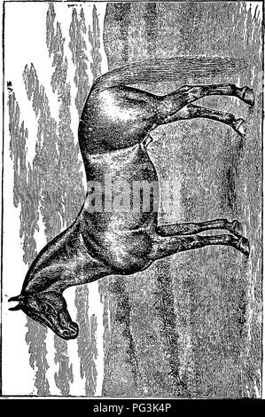 . The family horse : its stabling, care and feeding : a practical manual for horse-keepers . Horses. ^. Please note that these images are extracted from scanned page images that may have been digitally enhanced for readability - coloration and appearance of these illustrations may not perfectly resemble the original work.. Martin, George A. , d. 1904. New York : Orange Judd Company Stock Photo