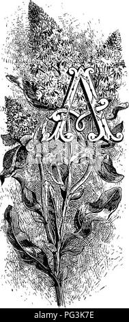 . Familiar garden flowers . Flowers; Plants, Ornamental; Floriculture. MIGNONETTE. Wk'fe, Reseda odorata. ||§i;'- PLANT may have no history, and yet be full of fame. It is so with the mignonette, which was unknown to the authors of the best of our old English gardening books, and the history of which may be written on the thumb- nail. It is a plentiful weed in Northern Africa, and more particularly in Egypt, whence it travelled to Italy, and made its way northward. In 1742 Lord Bateman saw it in the Royal Garden of Paris, and secured seed for its introduction to this country, where it soon bec Stock Photo