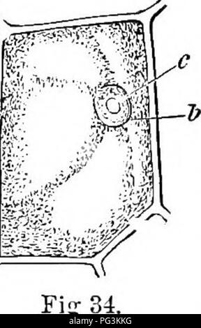 . How crops grow. A treatise on the chemical composition, structure, and life of the plant, for all students of agriculture ... Agricultural chemistry; Growth (Plants). ELEMENTS OF ORGANIC STKUCTUEE. 231 cases, however, the cells of plants are so small as to re- quire a i^owerfiil microscope to distinguish them,—arc, in fact, no more than l-1200th to l-200th of an inch in diam- eter ; many are vastly smaller. Growth.—The growth of a plant is nothing more than the aggregate result of the enlargement and multiplication of the cells which compose it. In most cases the cells at- tain their full si Stock Photo