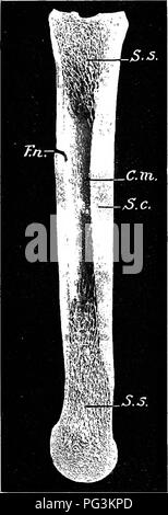 . The horse in health and disease : a text-book pertaining to veterinary science for agricultural students . Horses; Horses. 30 THE HORSE IN HEALTH AND DISEASE Cancellated bone tissue is porous in appearance and composed of great numbers of little bony plates and spicules surrounding. Fig. 2.—Sagittal section of right large metatarsal bone: S.c, Compact substance; S.s., spongy substance; C.m., medullary cavity; F.n., nutrient fora- men. Note the greater thickness of the compact substance of the anterior part of the shaft. (Sisson, Anatomy of Domestic Animals.) spaces that are filled with red m Stock Photo