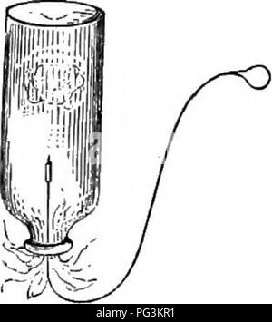 . How crops grow. A treatise on the chemical composition, structure, and life of the plant, for all students of agriculture ... Agricultural chemistry; Growth (Plants). Fig. 6.. Digitized by Microsoft®. Please note that these images are extracted from scanned page images that may have been digitally enhanced for readability - coloration and appearance of these illustrations may not perfectly resemble the original work.. Johnson, Samuel William, 1830-1909. New York, O. Judd &amp; company Stock Photo