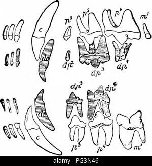 . A manual of zoology. Zoology. IV. VERTEBRATA: MAMMALIA 553 in the jaws, and in those cases where continuous growth is necessary the pulp persists and the teeth (incisors of rodents, tusks of elephants and pigs) grow indefinitely. (3) In consequence of their greater hardness the teeth are not used up so fast and do not require rapid replacement. There occurs at most only one change, in which the dentition present at birth or developed soon after—the milk, or lacteal, dentition or, better, first dentition—is replaced by the second or permanent dentition (diphyodont mammals). In some cases {mon Stock Photo