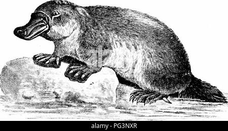 A manual of zoology. 526 MANUAL OF ZOOLOGY mammals, which, when 