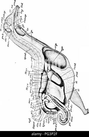 . A manual of zoology. . Fig. 287— Columba livia. Dissection from the right side. The body-wall, with the vertebral column, sternum, brain, etc., are in sagittal section : portions of the gullet and crop are cut away and the cloaca is opened; nearly the whole of the ilium is removed, and the duodenum is displaced outwards, a. ao, aortic arch; bd. I, bd. 2, bile-ducts; b. fabr, bursa Fabricii; cbl, cerebellum; ccc, right ccecum; cpdm, coprodaeum; cr, cere; crb. h, left cerebral hemisphere; crfi, crop; cr. 7&gt;. /, first cervical vertebrae; di. coe, diacccle; dj/t, dentary; dito, duodenum; cits Stock Photo