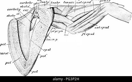 This manual provides detailed anatomical diagrams of the forelimb and ...