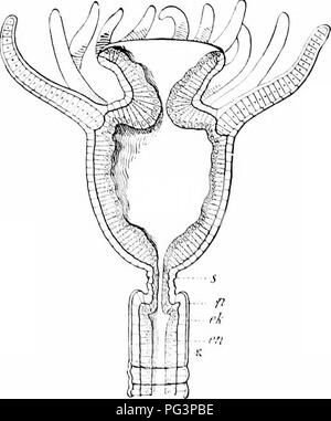 Planarium This illustration from a zoology manual depicts the internal anatomy of ...