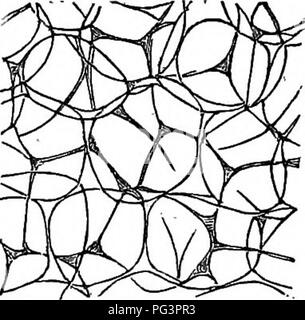 . The plant, an illustration of the organic life of the animal. Biology. COMPARED WITH THOSE OF ANIMALS. ^ 37 globular or dodecahedral cells containing fat in tteir interior, to which the term adipose tissue is applied, in works on ana- tomy and physiology. Fig. 5.. Cells of adipose tissue. These cells may be seen at any time, even with micro- scopes of a very inferior quality. They retain their original cellular form, and hence the cellular character of adipose tissue has been long known. The number of tissues in the animal is much greater than in the plant. Their morphology from the same cel Stock Photo