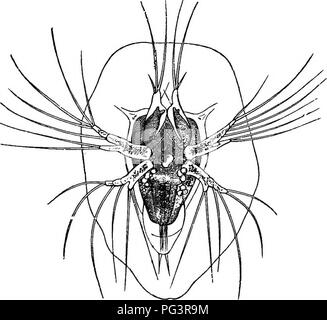 . The study of animal life. Zoology. CHAP. XV Backboneless Animals 239 The members of the last four classes usually breathe by means of air-tubes or tracheae, which penetrate into every part of the body, or in the case of spiders and scorpions, by &quot; lung-books,&quot; which seem like concentrated and plaited tracheae. The King-crab (Limulus), which is very often ranked along with Arachnids, is aquatic, and breathes by peculiar &quot;gill-books.&quot; (a) Crustacea.—Except the wood-lice, which live under bark and stones, the land-crabs which visit the sea only at the breeding. Fig. 45.—Naup Stock Photo