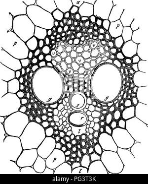 Rhizoid Roots This textbook covers the biology of plant roots and rhizoids, exploring ...