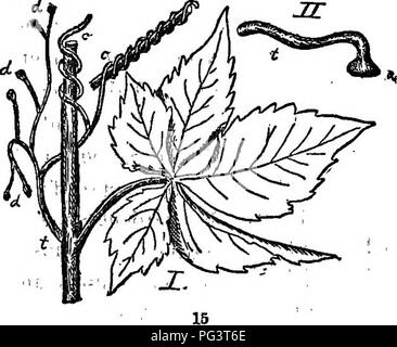 A comprehensive textbook on botany covering the structure, physiology ...