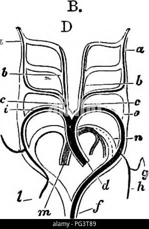 . The elements of embryology . Embryology. Diagrams illustrating the Metamorphosis of the Ar- TBRiAii Arches in a Bird A. and a Mammal B. (From Mivart after Rathke.) A. a. internal carotid ; b. external carotid ; c. common carotid; d. systemic aorta ; e. fourth arch of right side (root of dorsal aorta) ; /. right subclavian ; g. dorsal aorta ; h. left subcla- vian (fourth arch of left side); i. pulmonary artery ; k. and I. right and left ductus Botalli of pulmonary arteries. B. a. internal carotid ; h. external carotid ; c. common carotid; d. systemic aorta ; e. fourth arch of left side (root  Stock Photo