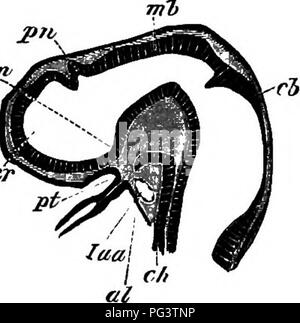 . The elements of embryology . Embryology. VI.] THE PITUITAEY BODY. 119 the pineal glcmd (Fig. 38, e), while the centre of the floor is produced into a funnel-shaped process, the infun- dibulum (Fig. 39, In), which, stretching towards the Fig. 39. TtI'. Longitudinal Section through the Brain of a young Pristiurus Embryo. cer. oommenoement of cerebral hemisphere; pn. pineal gland ; Jn. infundibulum ; pt. ingrowth of mouth to form the pituitary body; mb. mid-brain ; cb. cerebellum ; ch. noto- ohord; al. alimentary tract; laa. artery of mandibular arch. extreme end of the oral invagination or sto Stock Photo