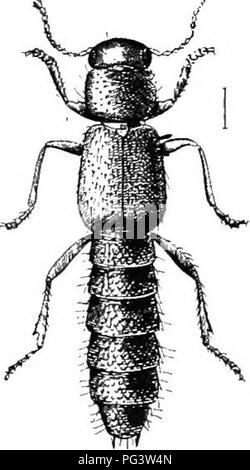 Last joint of the maxillary palpi Stock Photo - Alamy