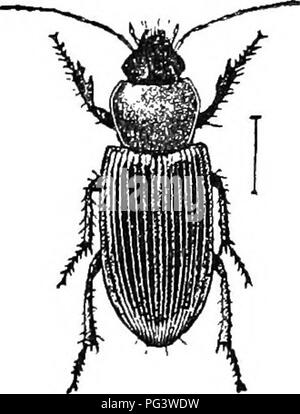 . Coleoptera of the state of New York. Beetles. >m.O>ioet ...