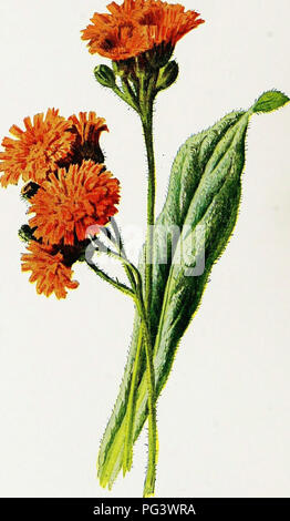 . Familiar garden flowers . Flowers; Plants, Ornamental; Floriculture. . Please note that these images are extracted from scanned page images that may have been digitally enhanced for readability - coloration and appearance of these illustrations may not perfectly resemble the original work.. Hibberd, Shirley, 1825-1890; Hulme, F. Edward (Frederick Edward), 1841-1909. London : Cassell