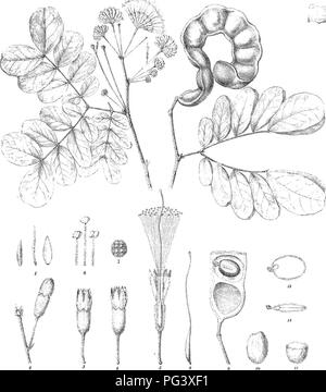 Seed pods and phyllodes of the Australian native Desert Mulga wattle ...