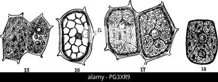. Physiological botany; I. Outlines of the histology of phÃ¦nogamous plants. II. Vegetable physiology. Plant physiology; Plant anatomy. 46 THE VEGETABLE CELL IN GENERAL. protein crj-stal-like bodies, and the protein basis or stroma in â which all of these are held. The protein basis sometimes, if not alwaj's, appears to consist of two substances, differing in their solubility in water, and com- mingled as granulose and cellulose are in starch- granules. While the pro- tein basis is generallj' verj' soluble in water (not per se, but owing to the pres- ence of potassic phos- phate), the protein 