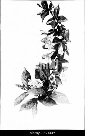 . Our northern shrubs and how to identify them : a handbook for the nature-lover . Shrubs. WE1GELA. Weigell, Diermlla rosea.. Please note that these images are extracted from scanned page images that may have been digitally enhanced for readability - coloration and appearance of these illustrations may not perfectly resemble the original work.. Keeler, Harriet L. (Harriet Louise), 1846-1921. New York : Charles Scribner's Sons Stock Photo