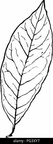 . Our northern shrubs and how to identify them : a handbook for the nature-lover . Shrubs. HONEYSUCKLE FAMILY The Tartarian Honeysuckles are most attractive bushes. One of their best features is the graceful out- line of a finely-grown individual when the branches bend outward and downward almost to the grass. The flowers of the different varieties are white, pink, rose, or deep red, and possess a pleasant fragrance. They come into leaf early ; the foliage is luxuriant and re- mains until late in the autumn ; and the red or orange berries are very abundant and extremely ornamental. The berries Stock Photo