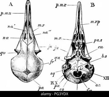 . A manual of zoology. 466 MANUAL OF ZOOLOGY istic parts of the bird's ...