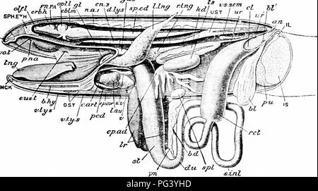 This zoology manual provides a detailed look at the anatomy of insects ...