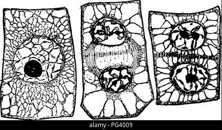 Human cell, animal divides into two cells. Medicine scientific, life ...