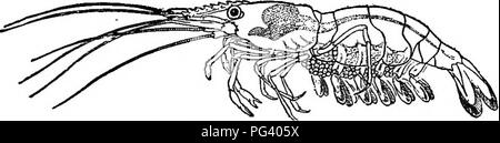 . Elementary biology, animal and human. Biology. Fig. 116.—The shrimp. caught. They are considered rather as a delicacy, since they are too expensive for general use, principally on account of their scarcity. For a number of years the United States government has been making efforts to increase the number of lobsters by artificial propagation. Some states have passed laws forbidding the catching of immature lobsters and lobsters with eggs attached.. Please note that these images are extracted from scanned page images that may have been digitally enhanced for readability - coloration and appear Stock Photo