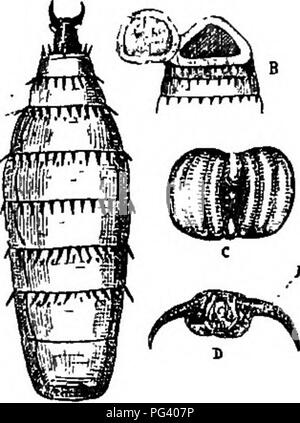 . A text-book of agricultural zoology. Zoology, Economic. DIPTEEA OE TEUE FLIES. 215 suifer from this pest, because the eggs are detached by the &quot;curry-comb.&quot; Farm-horses in districts where G. equi is abundant should have shelter from the sun during the hot part of the day; and those in use should have their knees and shoulders dressed with salt-and-wat'er and some deodorant, to deter the fly from ovipositing. Salt is said to be good, but how it works is unaccountable. Tartar emetic in two-drachm doses every day for ten days is said to clear the &quot; bots&quot; out of the stomach.. Stock Photo