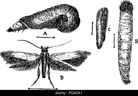 . A text-book of agricultural zoology. Zoology, Economic. LEPIDOPTEEA (MOTHS). 193 and lays her ova upon the leaf of the cherry-trees. The young larvae soon commence to form a case, which in this species is pistol - shaped, dark-brown with a white border around the opening (fig. 88, a). In form it is something like a snail-shelL The larvsB live inside these cases on the leaves, and eat away the tissue in the same way as the pear slug-worm. They grow. Fig. 88.—Cherry-tree Case-bearer (fioleophora anatapeTiella). A, Larva in case; E, larva free; c, pupa ; D, adult. slowly, and remain on the stem Stock Photo