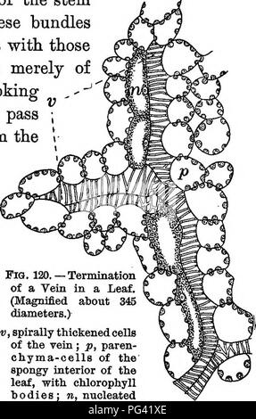 . Foundations of botany. Botany; Botany. MINUTE STRUCTURE OF LEAVES 155 Notice that the green coloring matter is not uniformly distributed, but that it is collected into little particles called chlorophyll bodies (Fig. 120, p). 166. Woody Tissue in Leaves. — The veins of leaves consist of fibro-vascular bundles containing wood and vessels much like those of the stem of the plant. Indeed, these bundles in the leaf are continuous with those of the stem, and consist merely of portions of the latter, looking as if unraveled, which pass outward and upward from the stem into the leaf under the name  Stock Photo