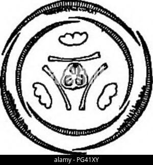 This illustration provides a longitudinal section of a plant flower ...