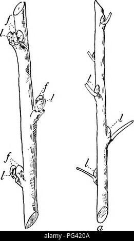 . Nature study and life. Nature study. 164 NATURE STUDY AND LIFE at the end of their work in this subject they should have learned that the apple, pear, plum, and cherry bear fruit upon short scarred spurs or branches of several years' growth, i.e., on the "old wood," while peaches, apricots, and nec- tarines produce all their fruits upon wood of the previous sea- son's growth, i.e., upon " new wood." It will be noted further that peach buds often occur in threes, — two large plump buds (fruit buds), with a slender leaf bud between. Higher up the branch we shall generally f Stock Photo