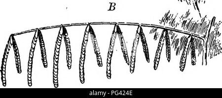Obtuse Leaf Base Example This book discusses the structure and function of leaves, including ...