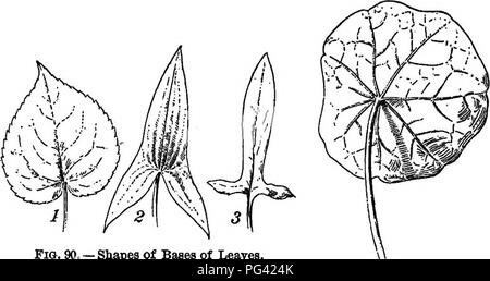 . Foundations of botany. Botany; Botany. 132 FOUNDATIONS OF BOTANY. Fia. 90. — Shapes of Bases of Leaves. 1, heart-shaped (uusymmetrically); 2, arrow- shaped; 3, halberd-shaped. Fig. 91.—Peltate Leaf of Tropffiolum.. Please note that these images are extracted from scanned page images that may have been digitally enhanced for readability - coloration and appearance of these illustrations may not perfectly resemble the original work.. Bergen, Joseph Y. (Joseph Young), 1851-1917; Eastwood, Alice, 1859-1953. Boston, Ginn &amp; Co. Stock Photo