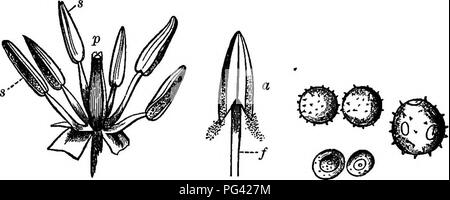 . Elements of botany. Botany; Botany. STKUCTUBB OF THE FLOWEK AND ITS ORGANS. 143 as the essential organs. Fig. 116. The simplest possible pistil is a dwarfed and greatly modified leaf (§ 188), adapted into a seed-bearing organ. Such a pistil may be one-seeded, as in Fig. 169, or several-seeded, as in the right-hand part of Fig. 171 ; it is called a carpel. The calyx and corolla are known. ABC Fig. 116. — The Essential Organs. A^ stamens and pistil of a tulip (the perianth removed); s, stamens; ^, pistil; B, a separate stamen, with its anther a discharging pollen; /, the filament; C, pollen-gr Stock Photo