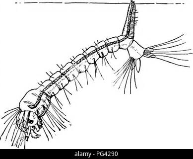 . Nature study and life. Nature study. Fig. 25 a. Half-Grown Larva of Anopheles In feeding position, just beneath surface film. (Enlarged. After Howard). &quot; The latest an- nounced results of the most advanced investigators seem to show that mosquitoes form the principal if not the sole means of transmission of malaria, and workers in all parts of the world, including many parts of the United States, are investigat- ing the subject, more especially in relation to local conditions.&quot; Circular No. 40, Second Series, United States Department of Agriculture, Division of Ento- mology, entitl Stock Photo