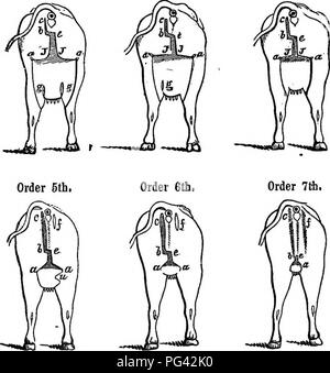 . A treatise on milch cows, whereby the quality and quantity of milk ...