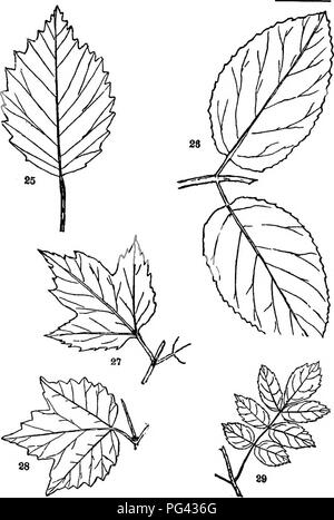 . Trees, shrubs and vines of the northeastern United States : their characteristic landscape features fully described for identification by the non-botanical reader ; together with an account of the principal foreign hardy trees, shrubs and vines cultivated in our country, and found in Central Park, New York City . Trees; Shrubs; Parks. PLATE V. 2$. Arrow-wood. 62. (V&lt;) =8. Maple-leaved Arrow-wood. 68. 26. Hobble-bush. 66. (Va) (Vs) 27. High Cranberry-bush. 67. (Vs) 29- Common Elder. 69. (Vs) 271. Please note that these images are extracted from scanned page images that may have been digita Stock Photo