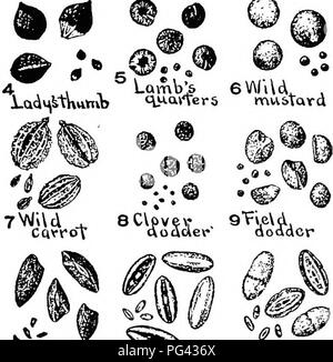 . Botany for agricultural students . Botany. SEED ANALYSIS 75 different parts of the bag or container, usually from the top, middle, and bottom. From the sample from 2 to 5 grams are weighed out, and the impurities and desirable seeds are then sepa- rated, usually by means of a lens like the one in Figure 72. By &quot;Trefoil ^&lt;^^ CufleckdocV. qiiavVers mtt&amp;Tavd ^O^-^-vn &quot;BU.WVVOV..V ^2^P^&quot;a#^:n 13^ UConodka isWAA ^i^ &quot;^txgweed tVi&amp;te cWvcor&gt;4 Fig. 73. — Some weed seeds and fruits commonly found among Red Clover seeds. Enlarged and about natural size. From Farmer Stock Photo