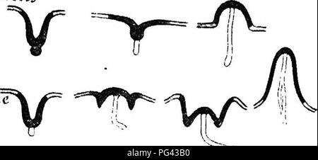 . The mammary apparatus of the mammalia : in the light of ontogenesis and phylogenesis . Mammals; Mammary glands. NIPPLE DEVELOPMENT OF PLACENTALS 115 ^&quot;^ifi^ccui. Please note that these images are extracted from scanned page images that may have been digitally enhanced for readability - coloration and appearance of these illustrations may not perfectly resemble the original work.. Bresslau, E. (Ernst), 1877-; Hill, James Peter, 1873-1954. London : Methuen &amp; Co. Stock Photo
