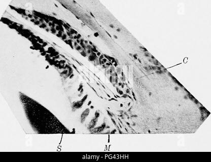 A detailed anatomical study of Loligo pealii, the common squid ...
