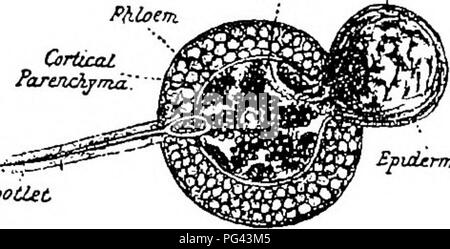 . The diseases of crops and their remedies : a handbook of economic biology for farmers and students. Plant diseases. MISCELLAirmVS CROPS. 147 group of which the &quot; smnts &quot; are important members. Fig. 49 represents a transverse section of a root with nodule. In very thin sections under high.power, the nodules are seen to be filled with hyphse and spores. The spores of this fungus are more or less v-shaped, and are formed by division of the protoplasmic contents of the hyphal filaments which ramify in the root-tissues of the host-plant. Unlike most of the members of the Ustila- ginece, Stock Photo