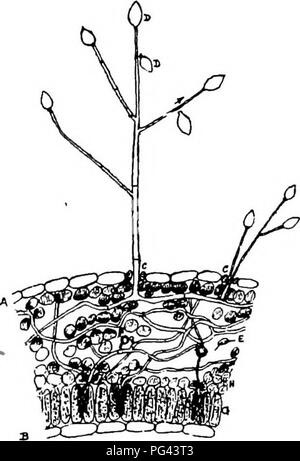 . The diseases of crops and their remedies : a handbook of economic biology for farmers and students. Plant diseases. 52 DISEASES OF CROPS. 22) is examined beneath the microscope,i t^g mycelium of the fungus will be seen ramifying among the cells of the leaf. Wherever the mycelium comes in contact with the cells of the host-plant, they become discoloured. This is. Fig. 22.—Potato FnNous (Peronospora infestans). A to B. Transverse section of potato leaf, showing my celiom (spawn) of fungnp. A. Lower surface Witt two stomata (C) and eonidiophores passing through them. D. Conidium (spore). E. Zoo Stock Photo