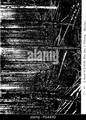 . The principles of handling woodlands . Forests and forestry; Forest fires. IMI'ROVKMKN'i- Of THE FO RtST 197. Please note that these images are extracted from scanned page images that may have been digitally enhanced for readability - coloration and appearance of these illustrations may not perfectly resemble the original work.. Graves, Henry Solon, 1871-1951. New York : John Wiley &amp; Sons Stock Photo