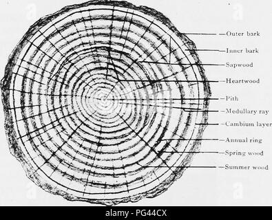 Dendrochronology Lesson Plans - Science Lessons That Rock