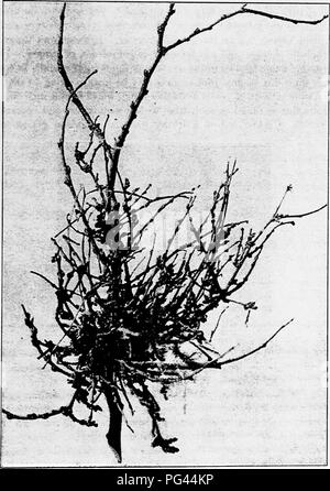 . A text-book of mycology and plant pathology . Plant diseases; Fungi in agriculture; Plant diseases; Fungi. SYMPTOMS OF DISEASE (SYMPTOMATOLOGY) 351. Fig. 140.—Branch-knot or witches'-broom of the Hackberry {Cellis occidentalis). {After Kellerman, W. A., Mycological Bulletin, Nos. 61-72, July, 1906.. Please note that these images are extracted from scanned page images that may have been digitally enhanced for readability - coloration and appearance of these illustrations may not perfectly resemble the original work.. Harshberger, John W. (John William), 1869-1929. Philadelphia : P. Blakiston' Stock Photo