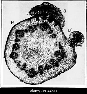 . A text-book of mycology and plant pathology . Plant diseases; Fungi in agriculture; Plant diseases; Fungi. 3o6 GENERAL PLANT PATHOLOGY Africa, the West Indies and Florida. In Florida,^ Cassytha filiformis is abundant on the dunes and in the rosemary scrub, where it spins its yellow, or reddish-orange stems from bush to bush. Fungous Organisms as the Cause of Disease.—The first part of this book dealt with the morphology, physiology, and taxonomy, of. Fig. 123.—Photomicrograph of the section of a dicotyledonous host plant para- sitized by dodder, Cuscuta sp. At D and D' note.haustoria enterin Stock Photo