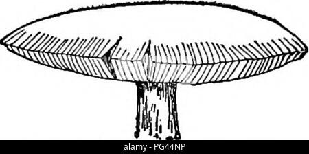 . The mushroom book. A popular guide to the identification and study of our commoner Fungi, with special emphasis on the edible varieties. Mushrooms; Cookery (Mushrooms); cbk. Fungi with Gills There is something about it particularly attractive to flies, and yet for them to sip its juices means death, as may be seen by the circle of dead flies lying on the ground under the shadow of its cap. The chief poison of this fungus is an alkaloid called musca- rine, which paralyzes the nerves controlling the action of the heart. Injections of atropine in doses of from one one-hundredth to one-fiftieth  Stock Photo