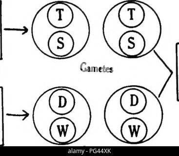 This work discusses the principles of plant genetics, including Mendel ...